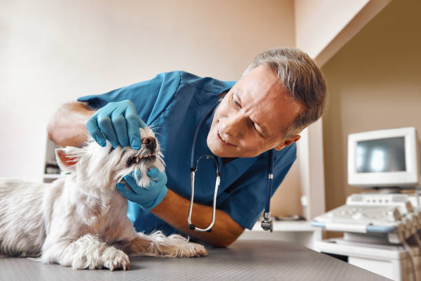 Best Emergency Dental Services for Seniors in Web, AL